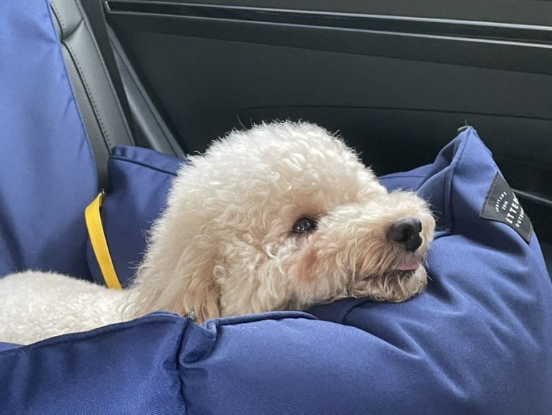 인천쫀드기 이미지