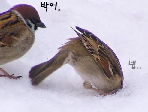 금잔디흑염소 이미지