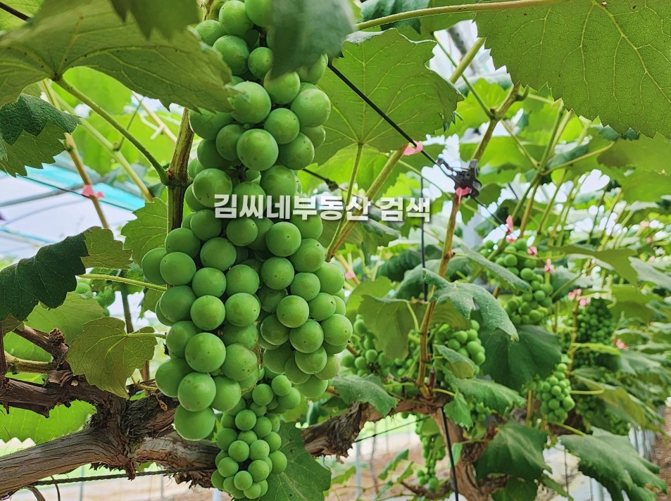 흥부골농원 이미지