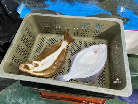(주)매일종합수산 이미지
