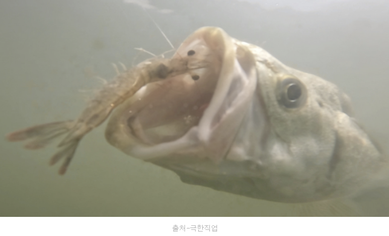 석모1호 이미지