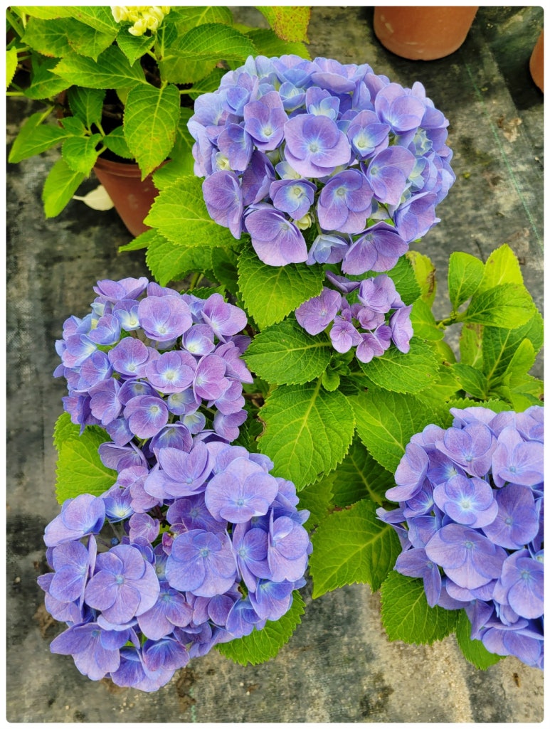 서이천농원 이미지