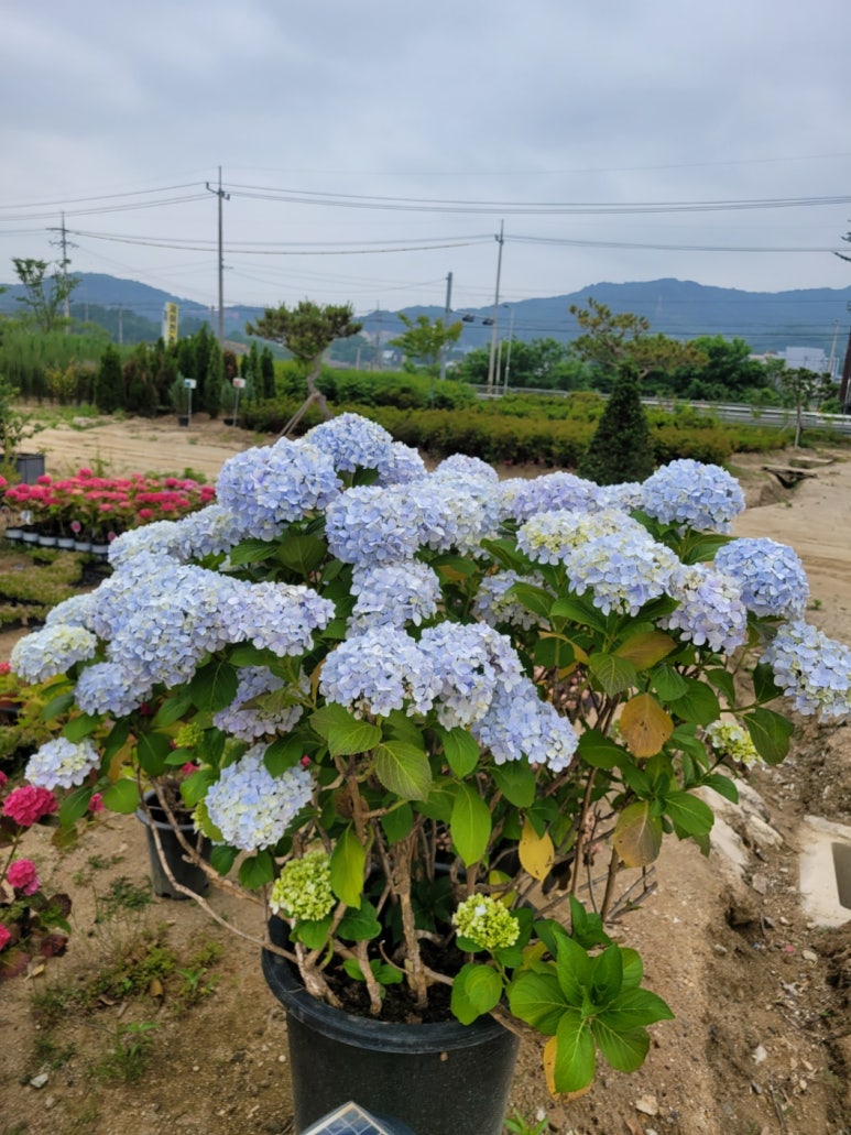 서이천농원 이미지