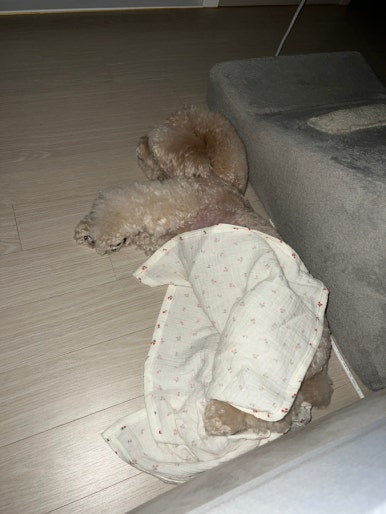 샤르르손칼국수 이미지