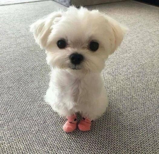더로랑 이미지
