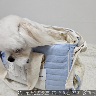 코지펫츠 이미지