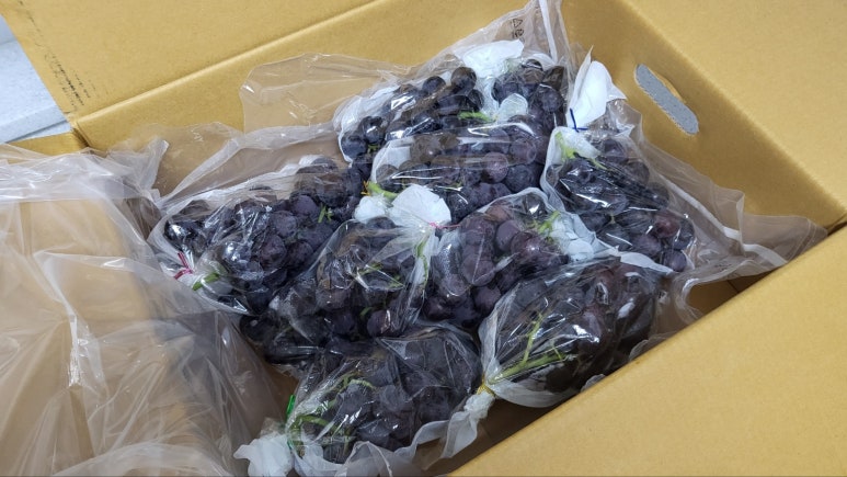 산포도원 이미지
