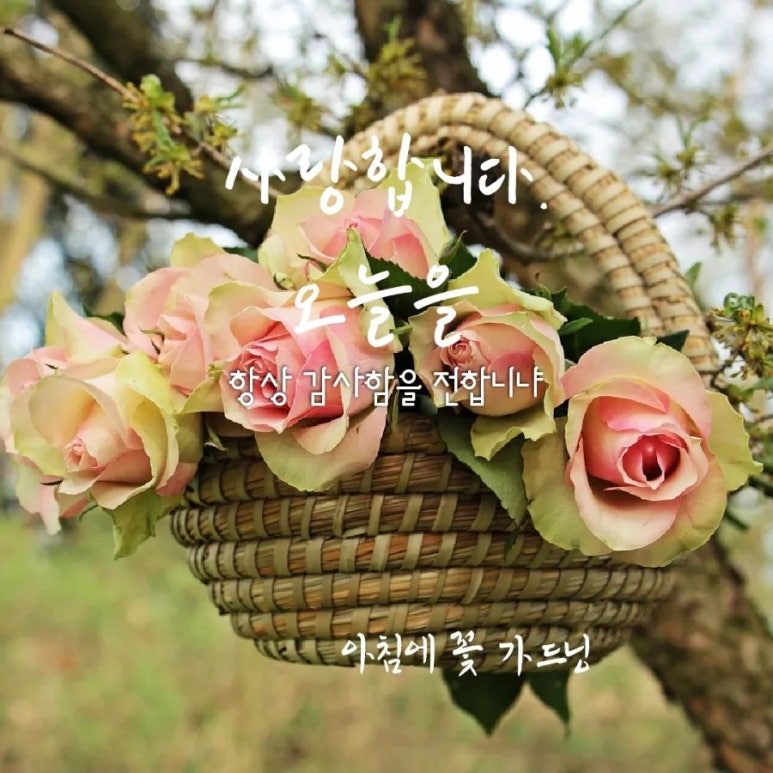 아침에꽃 이미지