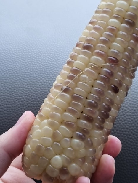 담벼락옥수수 이미지