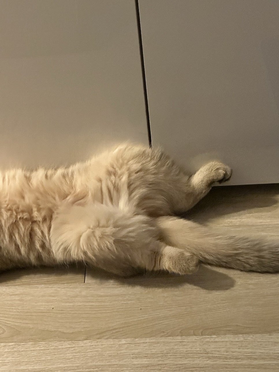 세림분식 이미지