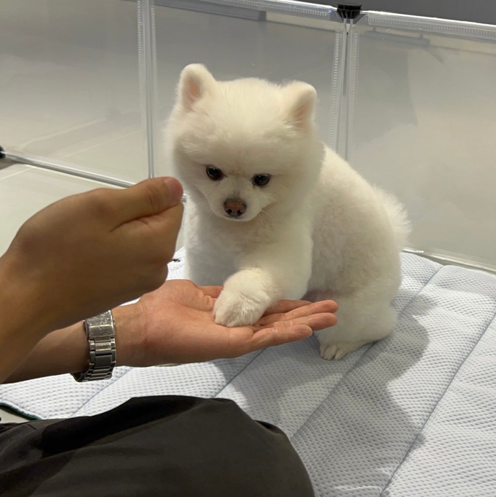서초 강아지 미용, 스타몽 스파/팩 후기 — 사진 3