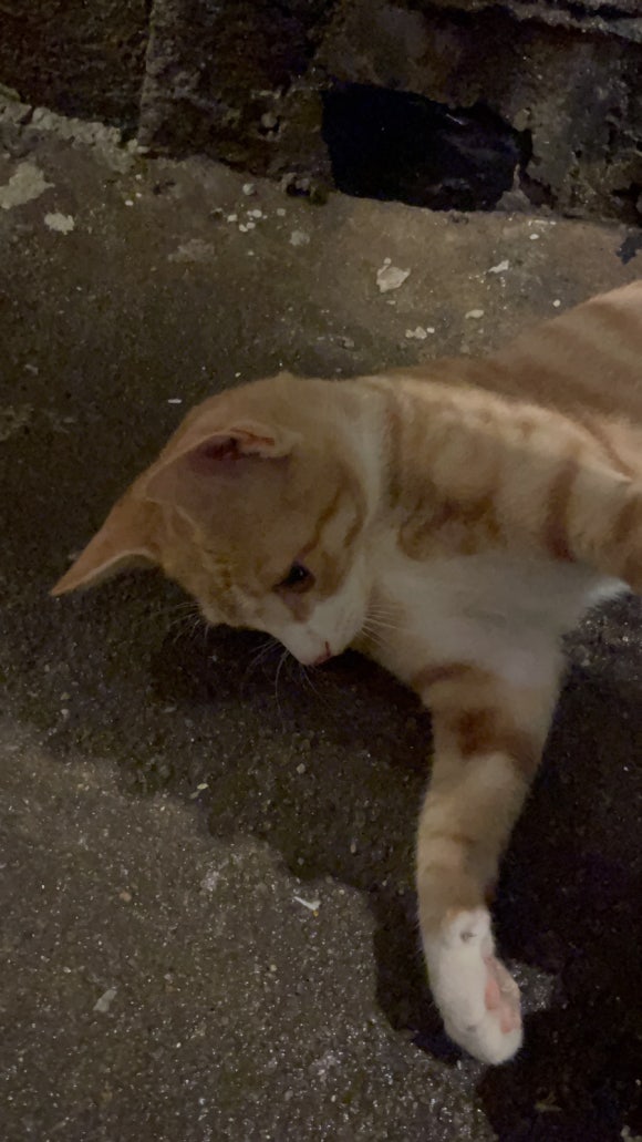 삼성식당오또 이미지