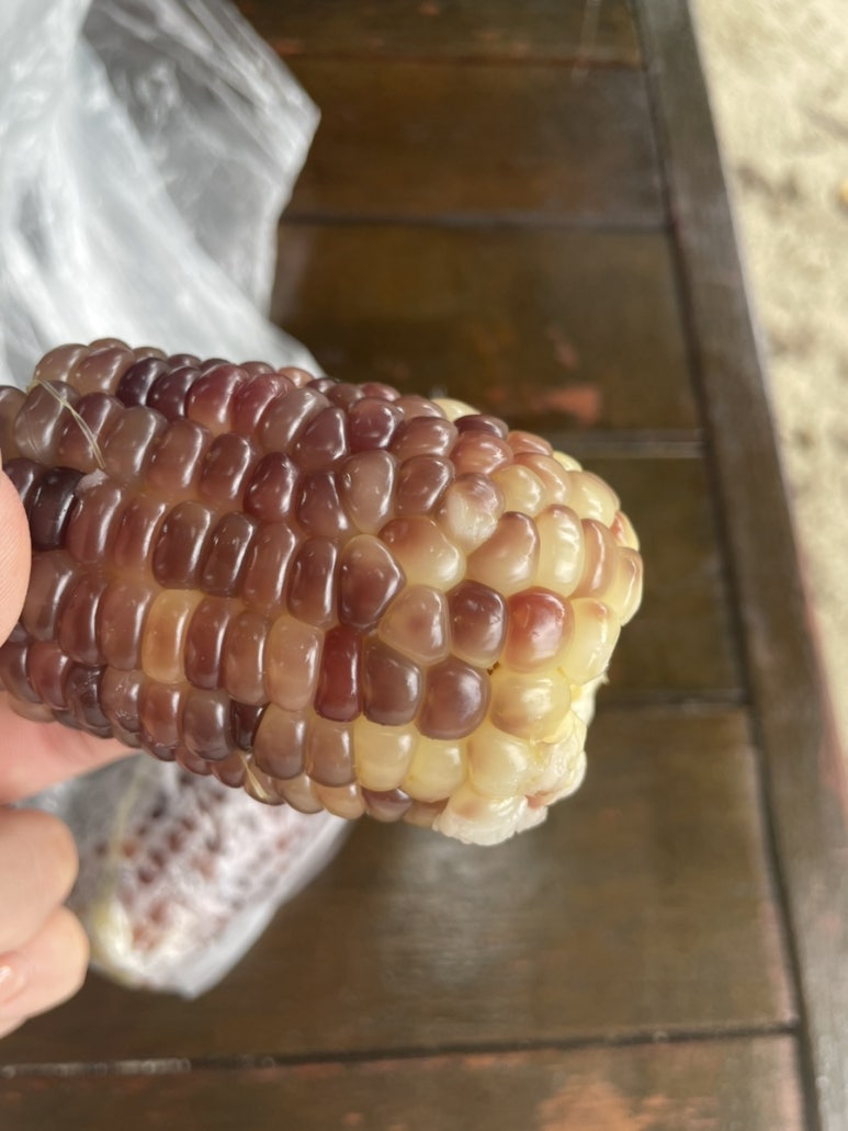 담벼락옥수수 이미지
