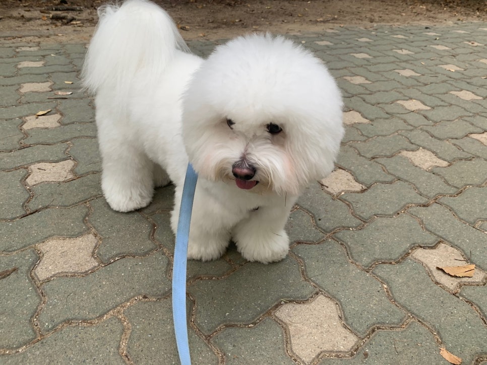 서초 강아지 미용, 스타몽 스파/팩 후기 — 사진 6