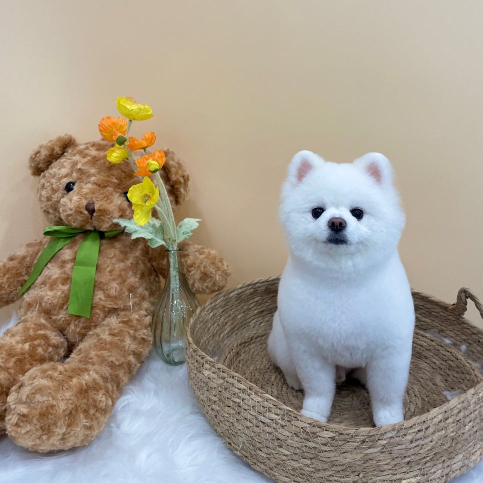 서초 강아지 미용, 스타몽 스파/팩 후기 — 사진 2