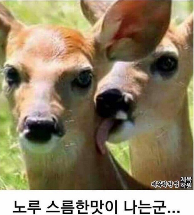 이키가이 이미지