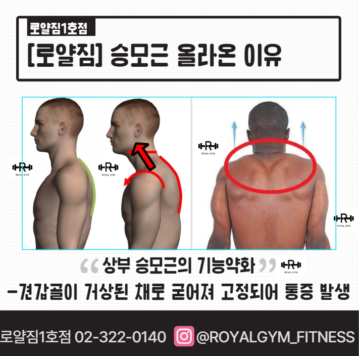 근육돼짐 이미지