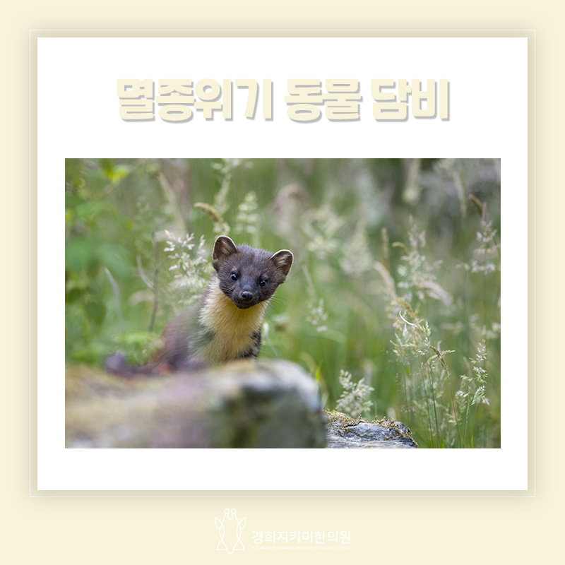 담비한의원 이미지