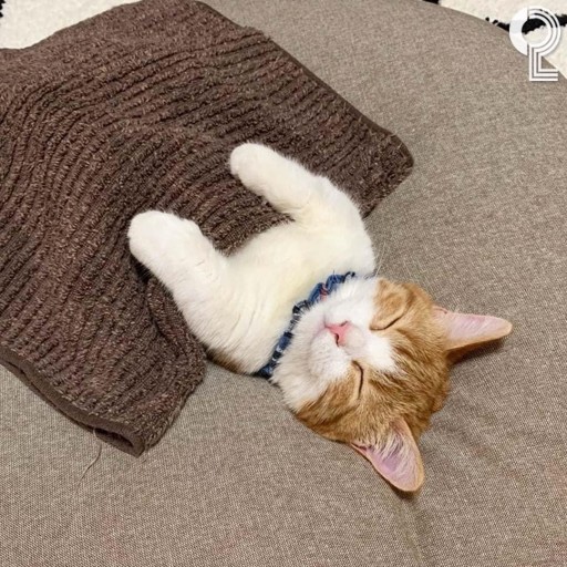 멘야큐 이미지