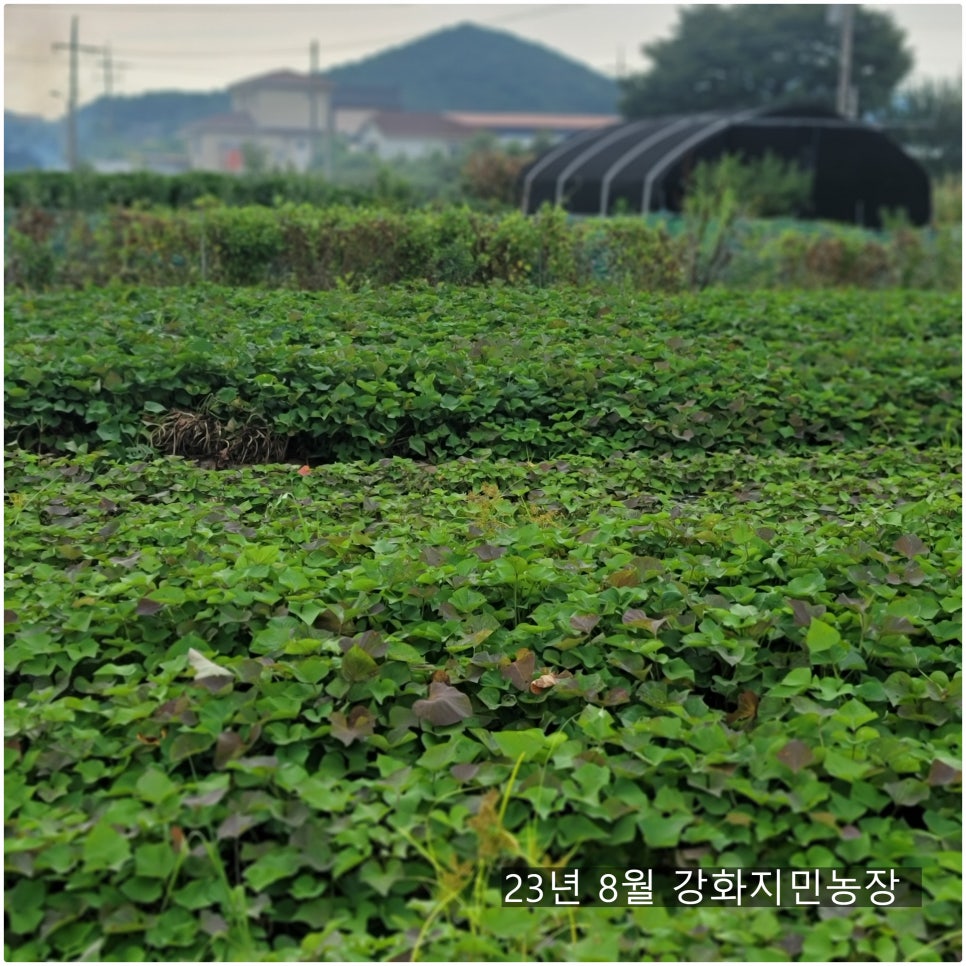 지민농장 이미지