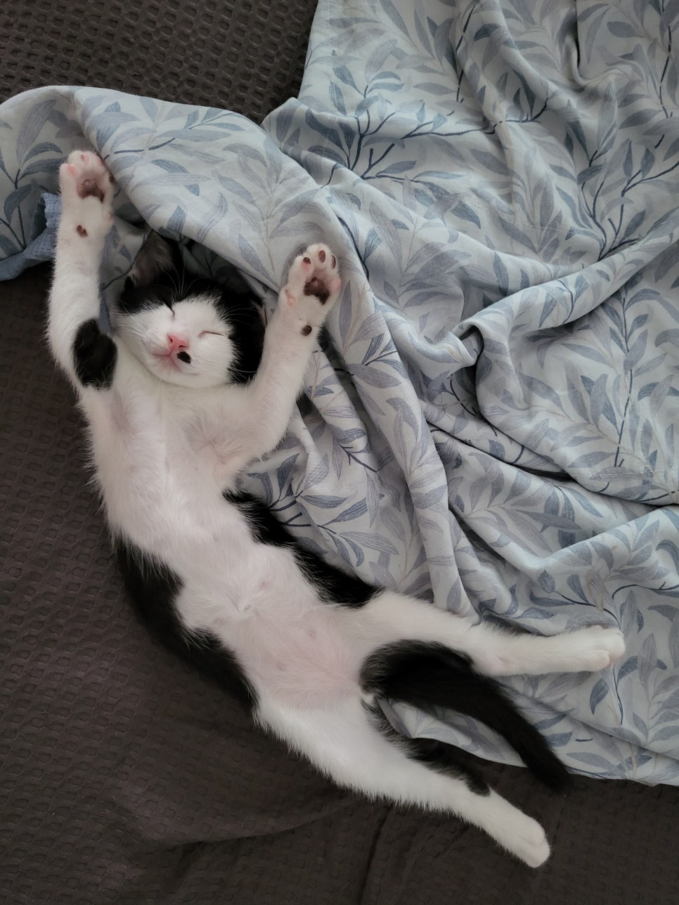 영양분식 이미지
