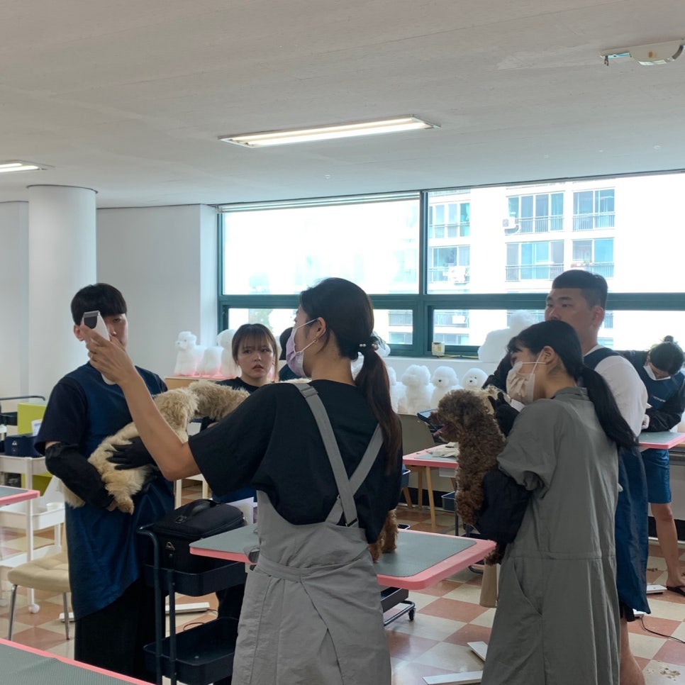 포항애견미용학원 이미지