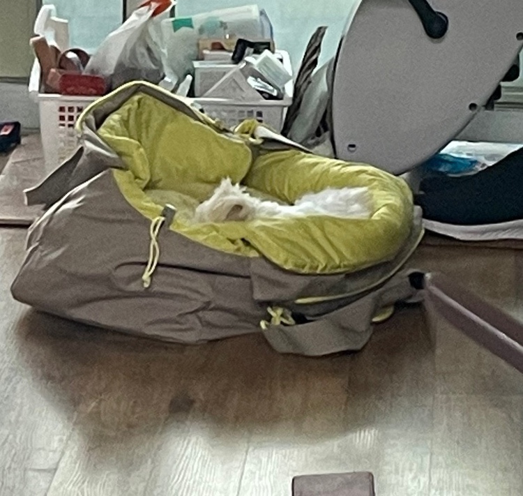 아르르(Arr) 이미지