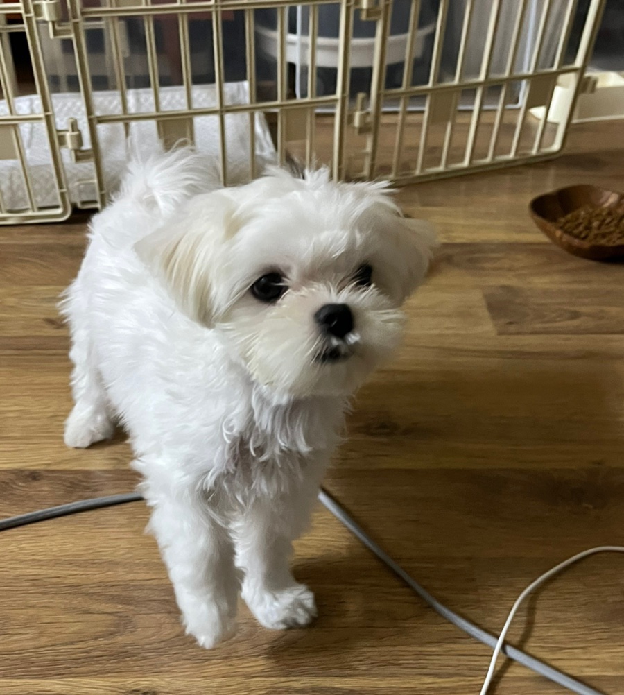 아르르(Arr) 이미지