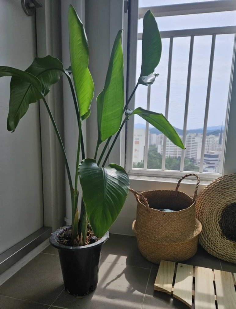 강동꽃화원 이미지