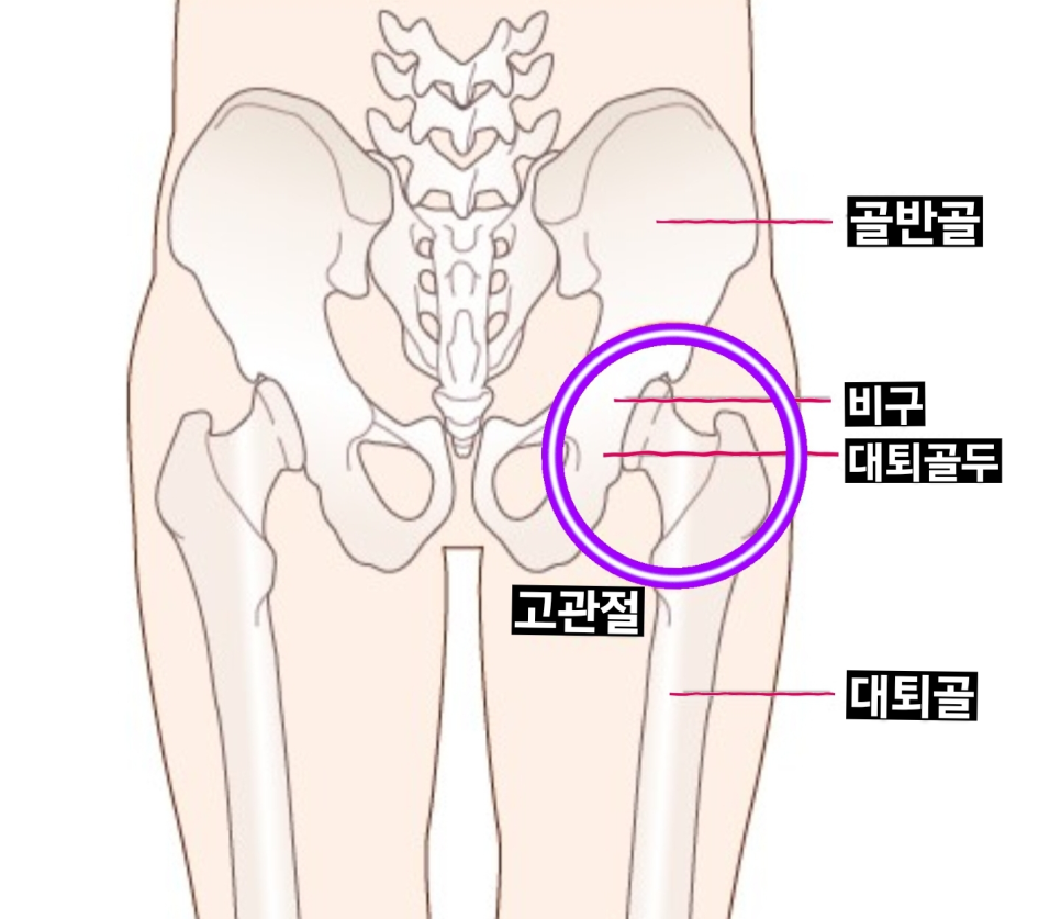 필라이브 이미지
