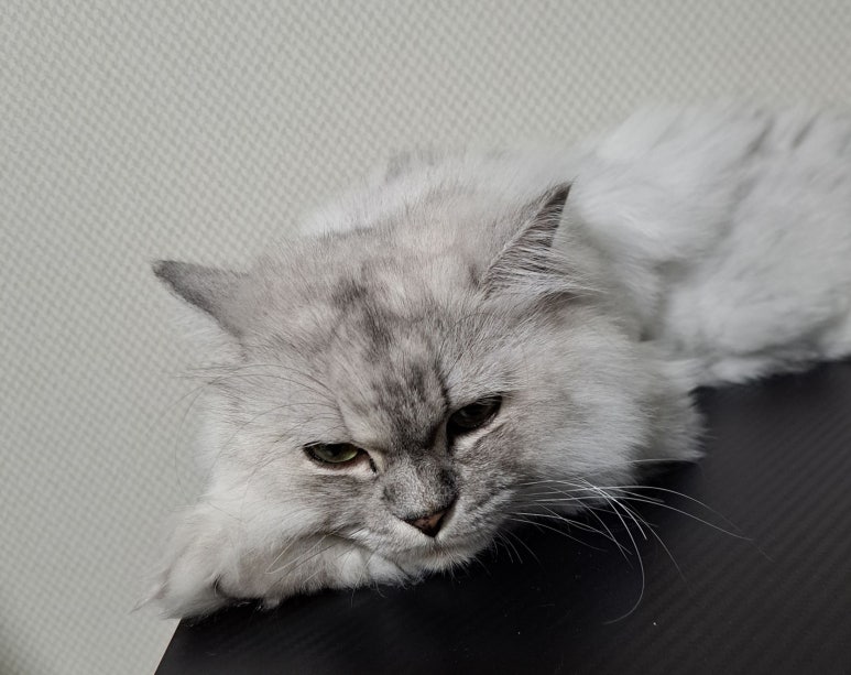 수자네 물닭집 이미지