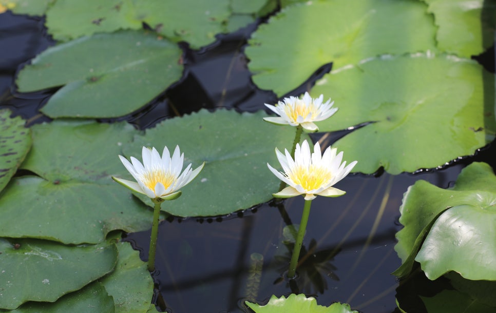 사랑7080라이브 이미지