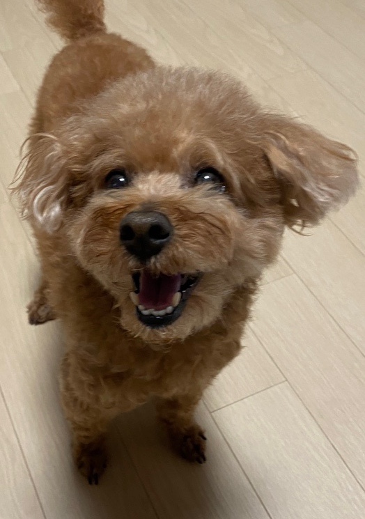황가네흑족발 이미지