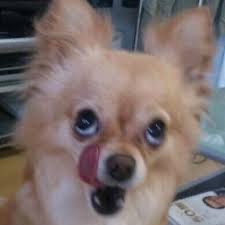 레몬데이즈샐러드&요거트 이미지