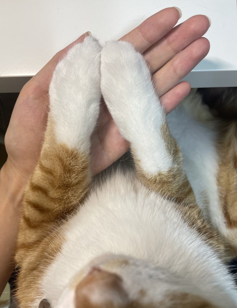 메가박스 전대 3관 이미지