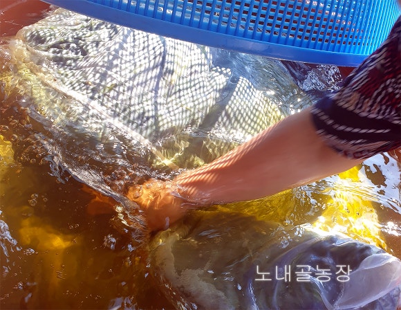 홍천노내골농장 이미지