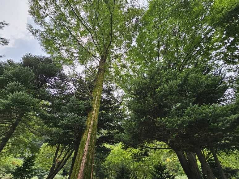 모야의숲 캠핑장 이미지