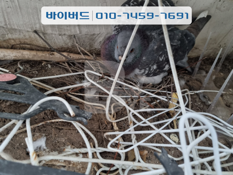 비둘기세탁소 이미지