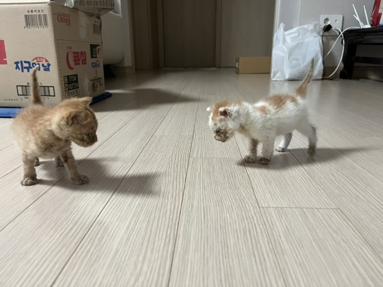 자인골한우수구레 이미지