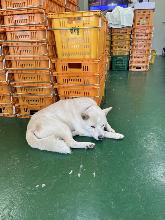 제주아지망농수산 이미지