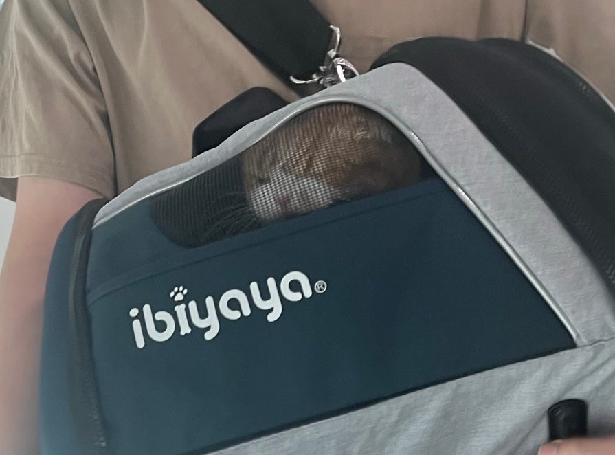 다휘 이미지