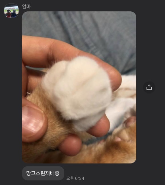 냥고스틴 이미지