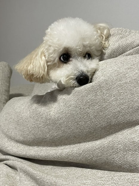 대구불막창 이미지