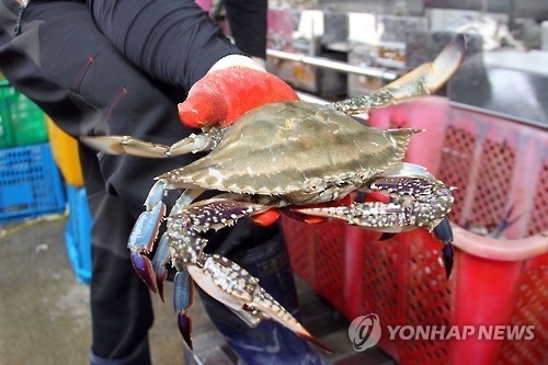 꽃게나라 이미지