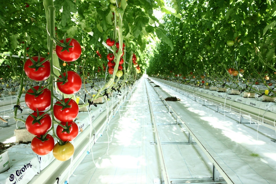 토마토수산시장 이미지