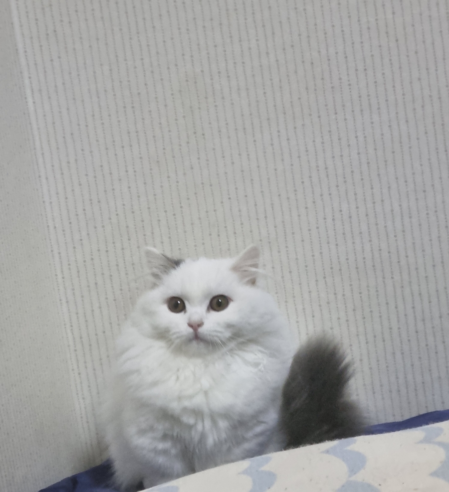카밍캣 고양이미용 이미지