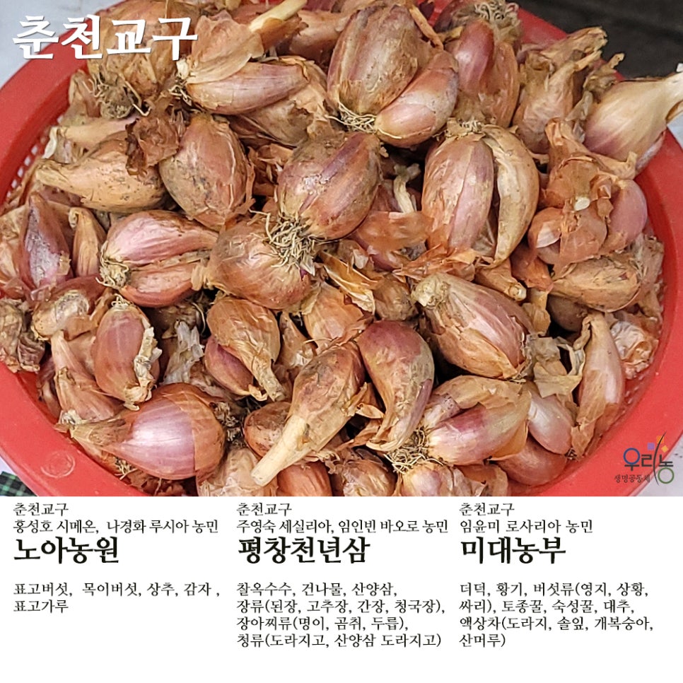 평창천년삼 이미지