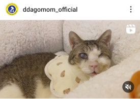복동이 이미지