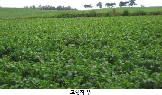 대관령원예농협 채소사업소 이미지