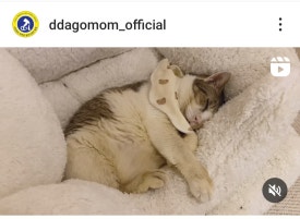 복동이 이미지
